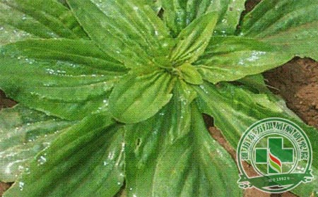 抗癌秘籍，吃野菜能预防银屑病患者发生癌症